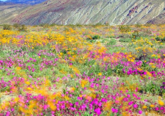 Wildflowers at Anza Borrego Desert State Park