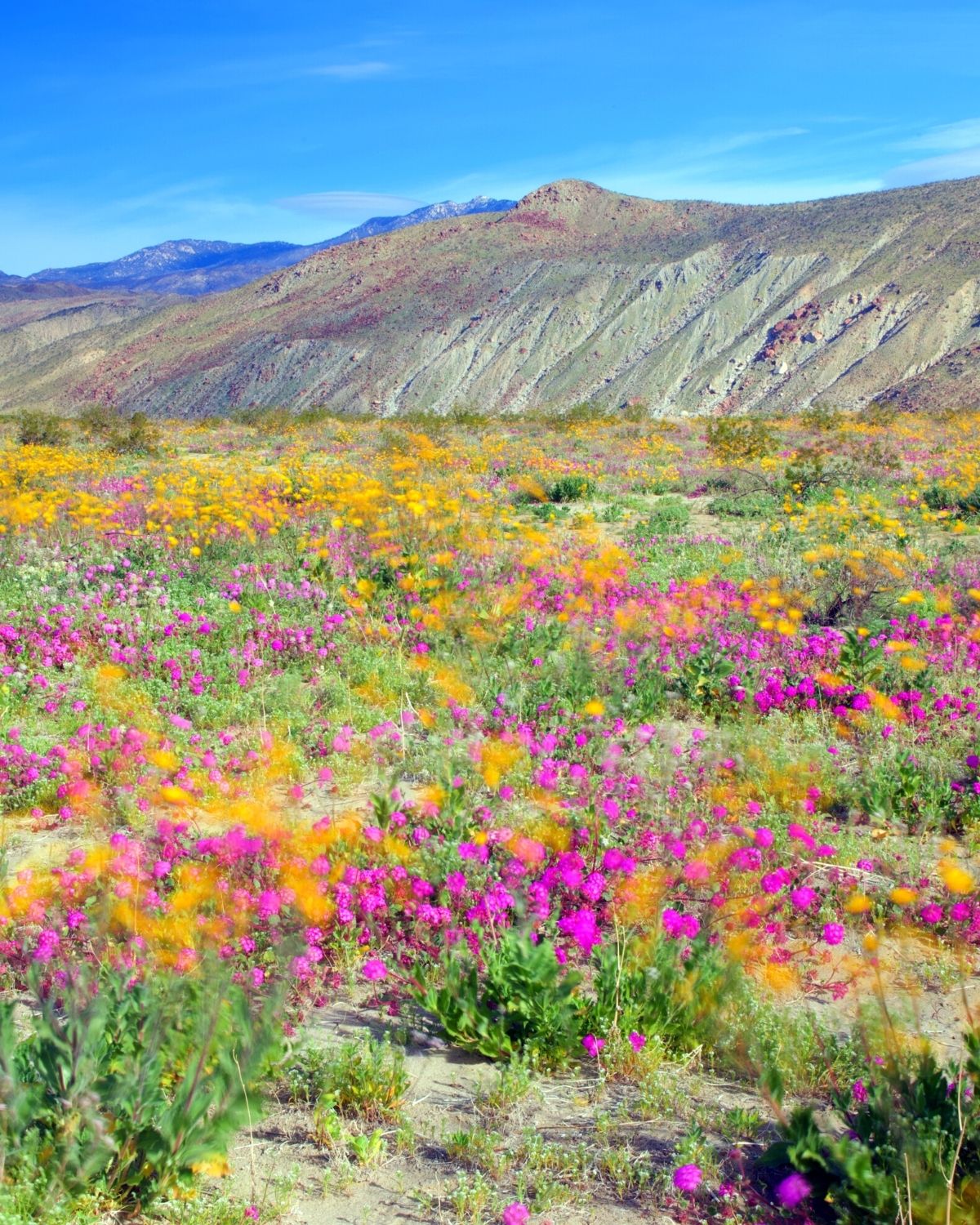 Anza Borrego Desert State Park - California Travel Tips